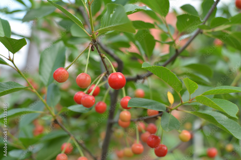 Red sour cherries on a branch with a blue sky behind