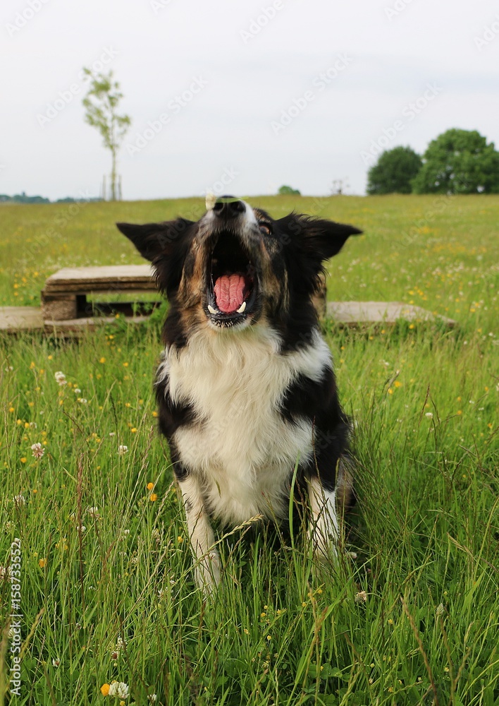 border collie fängt eine blume border collie fängt eine blume