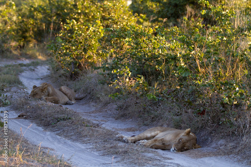 lions of the moremi reserve in botswana