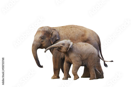 Cute family of  elephants