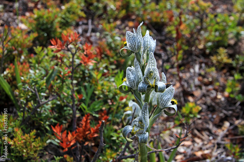 Porcelain or Mosaic Orchid, chloraea magellanica, Carretera Austral, Patagonia Chile photo