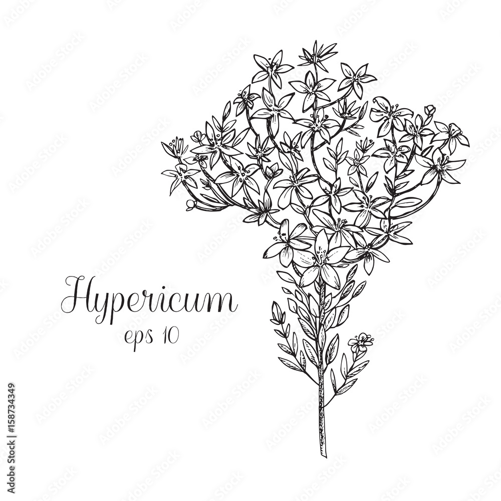 Hand drawn ink illustration of hypericum
Hand drawn ink illustration of hypericum