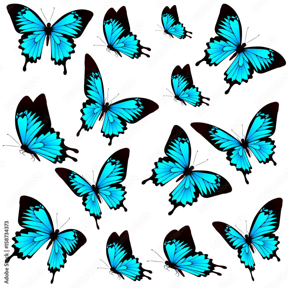 beautiful blue butterflies, isolated on a white beautiful blue butterflies, isolated on a white