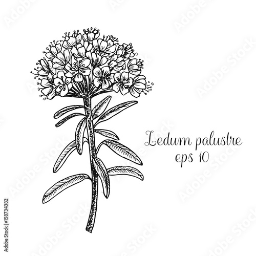 Hand drawn ink illustration of ledum palustre