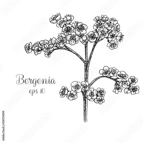 Fotografi Hand drawn ink illustration of bergenia plant