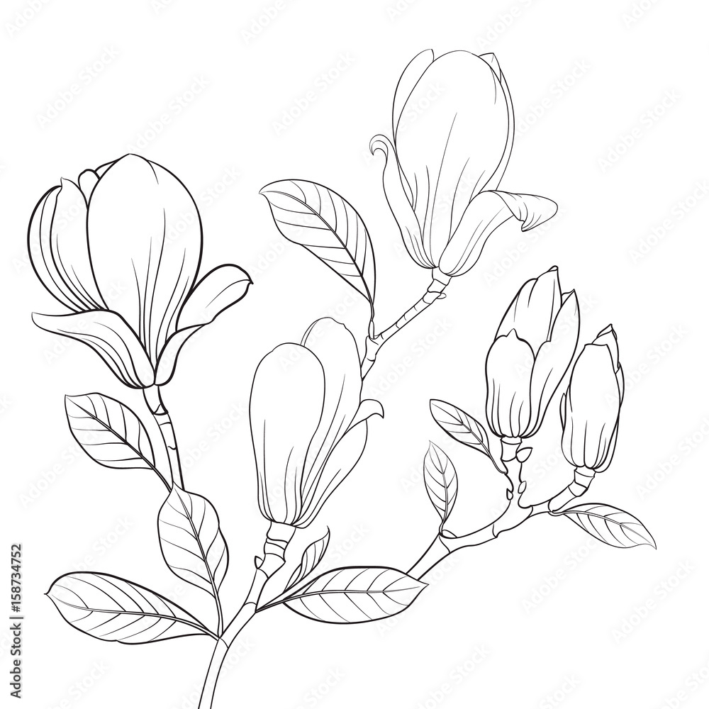 Fototapeta premium Magnolia blooming flower. Linear sketch of Magnolia Flower. Line illustration on a white background. Vector illustration.
