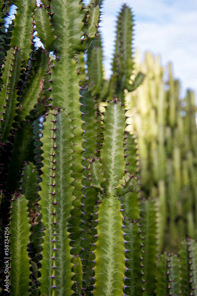 Green cactus growing in Gran Canaria, Canary Islands, Spain Green cactus growing in Gran Canaria, Canary Islands, Spain