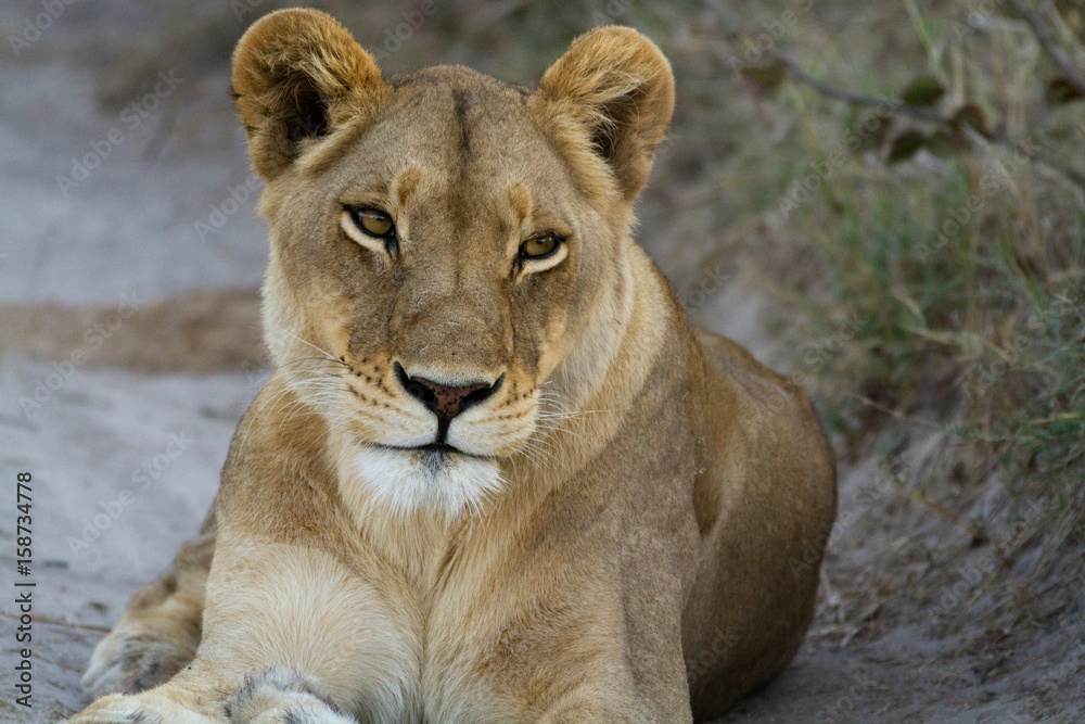 lions of the moremi reserve in botswana lions of the moremi reserve in botswana