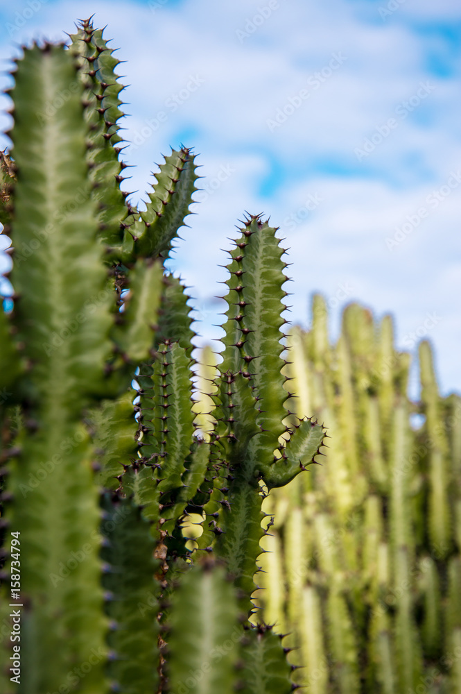 Green cactus growing in Gran Canaria, Canary Islands, Spain