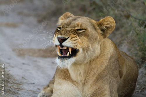 Fototapeta Naklejka Na Ścianę i Meble -  lions of the moremi reserve in botswana