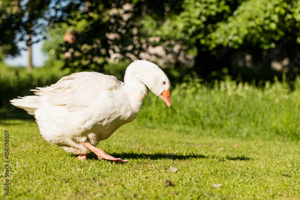 White geese White geese