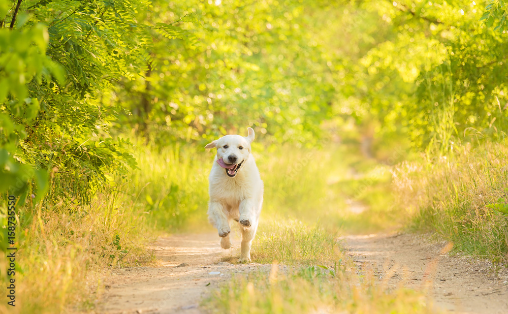 Closeup photo of a beauty Labrador dog