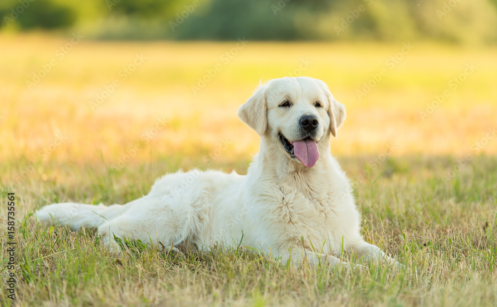 Photo of a beauty Golden retriever dog