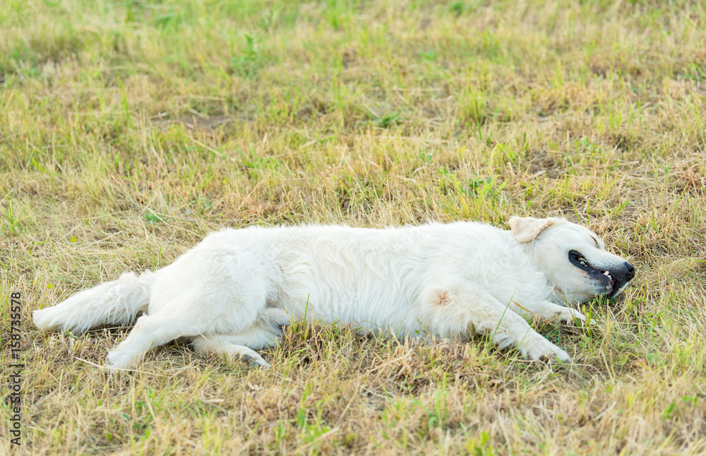 Fototapeta premium Photo of a beauty Golden retriever dog
