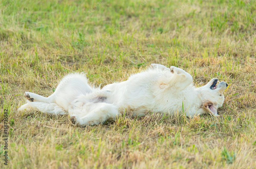 Photo of a beauty Golden retriever dog Photo of a beauty Golden retriever dog