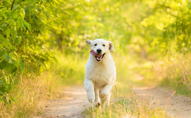 Closeup photo of a beauty Labrador dog