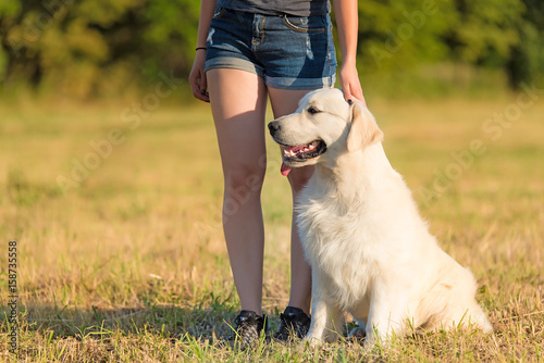 Labrador dog in the nature