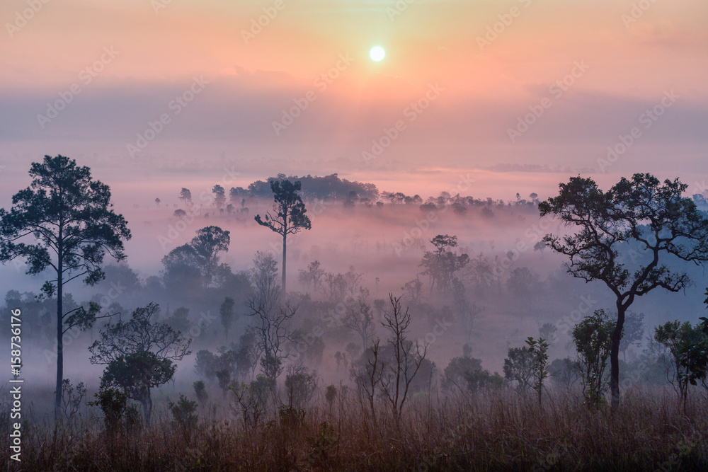 Fototapeta premium Beautiful forest landscape of foggy sunrise in Thung salaeng Luang National Park, Thailand