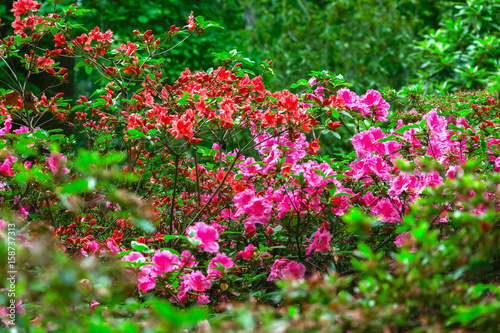 Spring flowers in Isabella Plantation  a woodland garden in Richmond Park in south west London