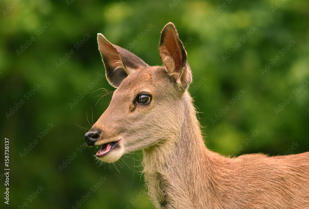 Deer fawn, Khao Yai National Park, Thailand. Deer fawn, Khao Yai National Park, Thailand.