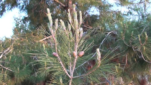 Microstrobile on pine tree photo