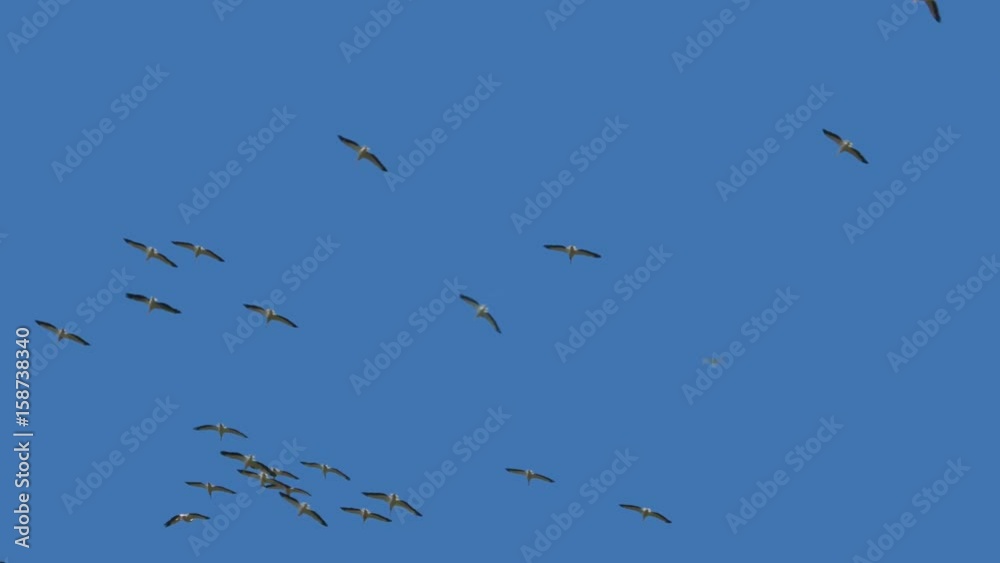 Flock of great white pelicans in flight
Flock of great white pelicans in flight