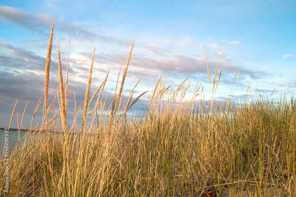 Fototapeta premium Dune Grass Beach Background. Dune grass blows in the summer breeze with the blue water of Lake Huron in the background.