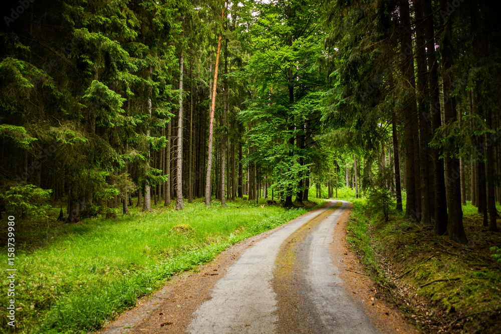 Naklejka premium Forest road