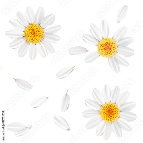 Pastel background with camomile flowers.