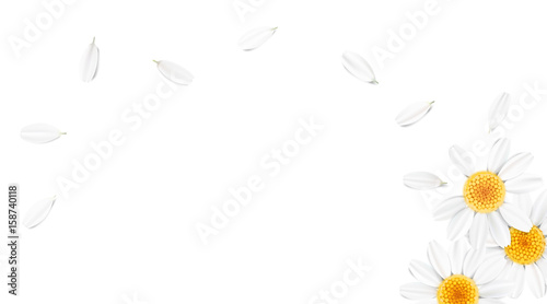 Pastel background with camomile flowers. photo