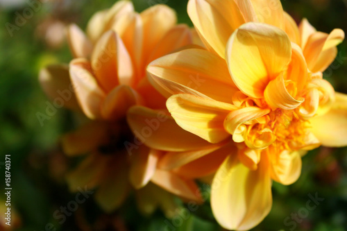 Yellow-orange flower. Peony. Vegetation. Vegetable world. Nature. Light flowers. Fresh. Close-up. Macro.