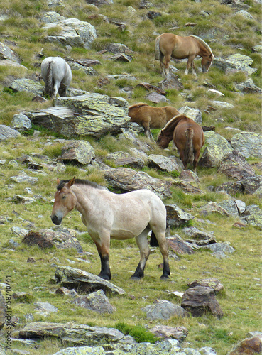 Caballos salvajes pastando  photo