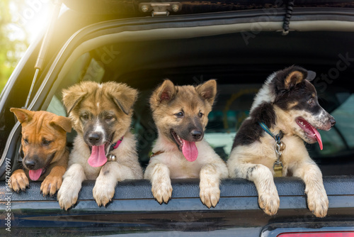 Litter of Puppies in pickup