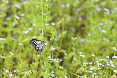 Butterflies live in gardens, beautifully patterned wings.
