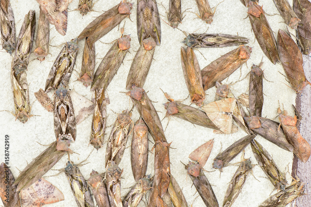 Fototapeta premium Group of wild butterfly sleep on concrete wall