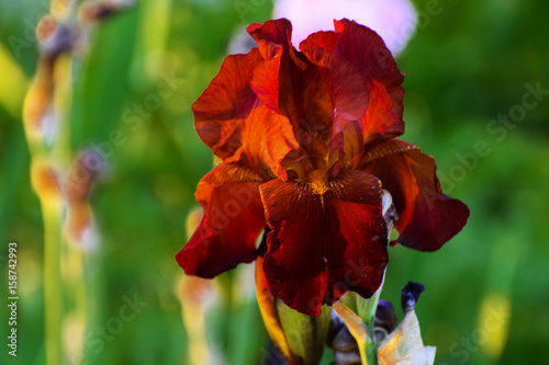 Beautiful floral background. Amazing view of the bright red iris blooming in the garden in the middle of a sunny summer spring day with green grass.