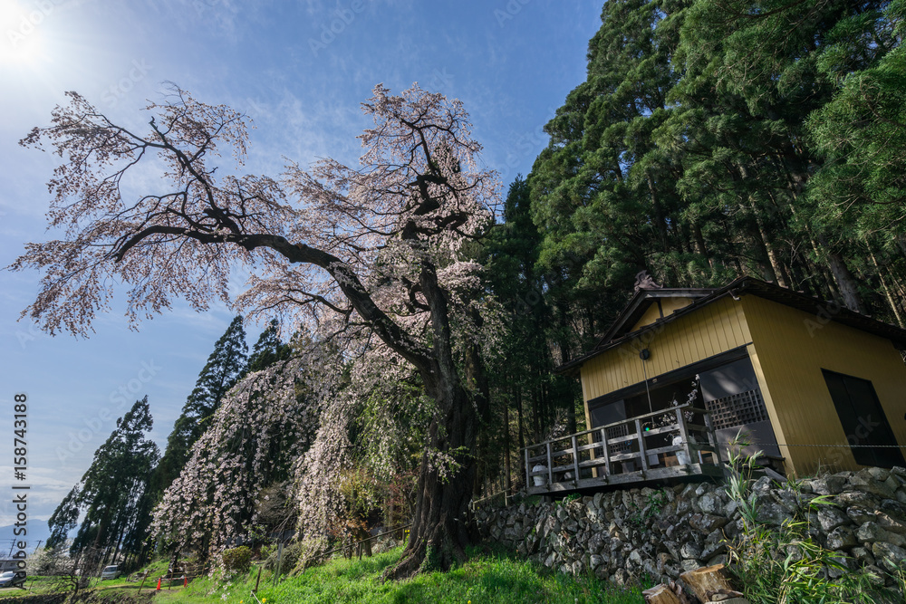 大日向観音堂のしだれ桜