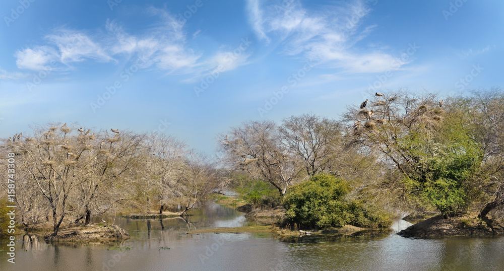 Overgrown trees in the ponds Keoladeo National park Overgrown trees in the ponds Keoladeo National park