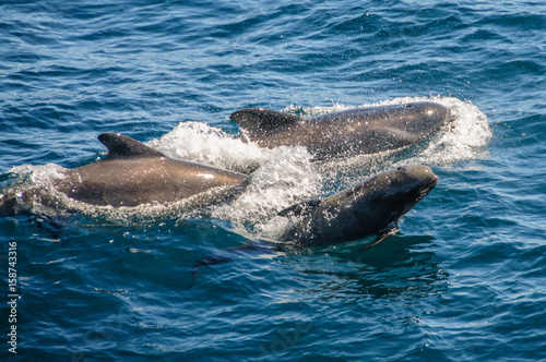 Long-finned Pilot Whales
