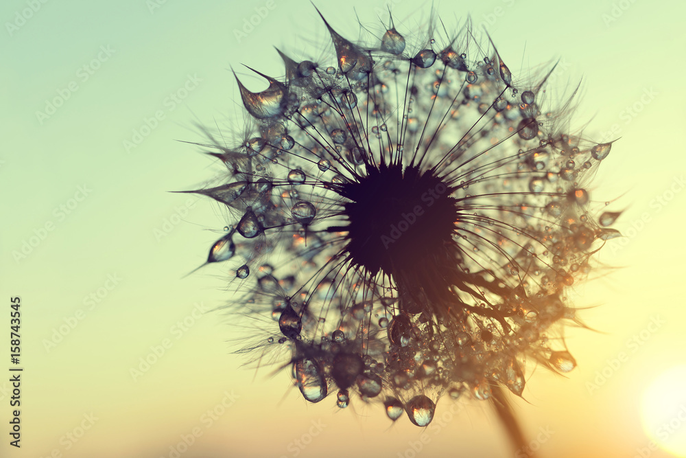 Obraz premium Dew drops on a dandelion seeds at sunrise close up.
