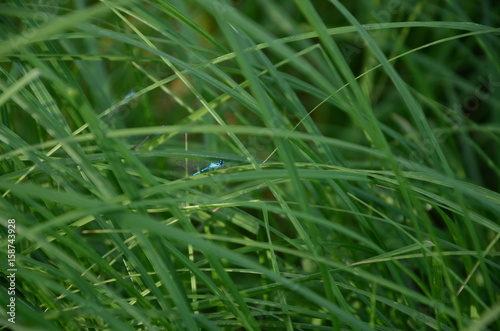 Dragonfly in the grass
