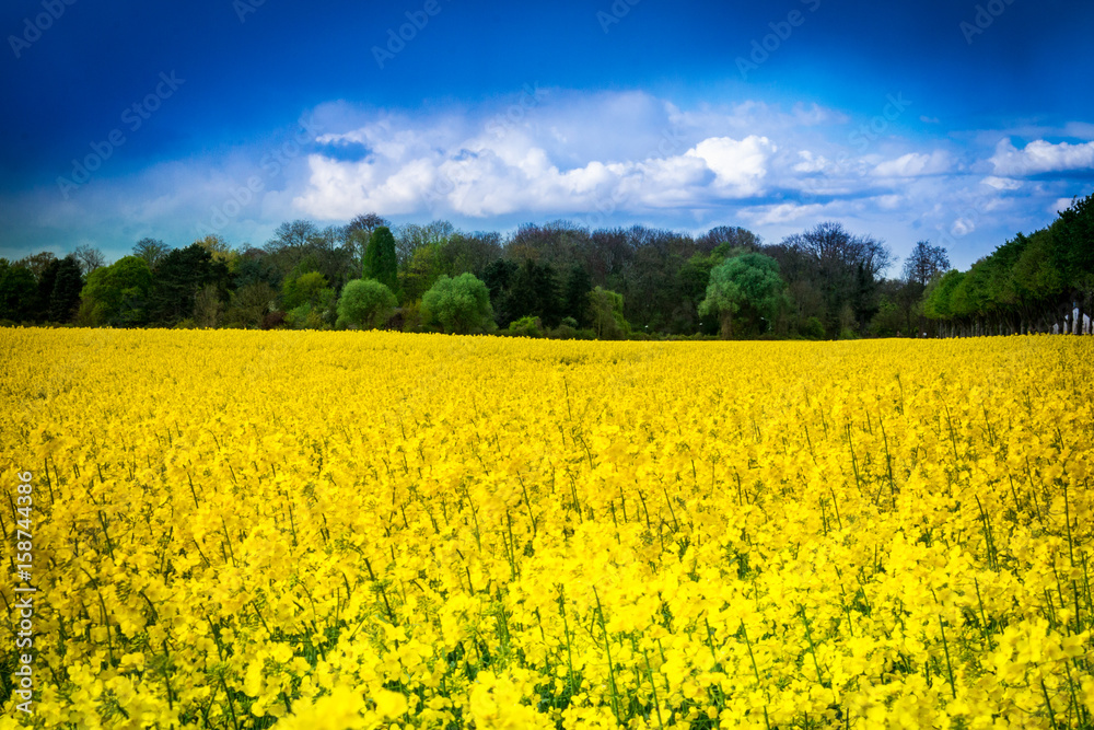 Leuchtend gelbes Rapsfeld - Rape field