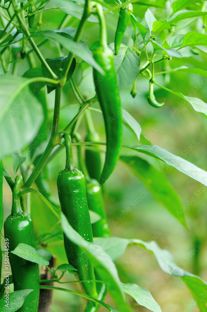 green pepper plants in growth at vegetable garden green pepper plants in growth at vegetable garden
