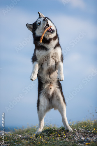 Jumping blue-eyed Funny Siberian Husky