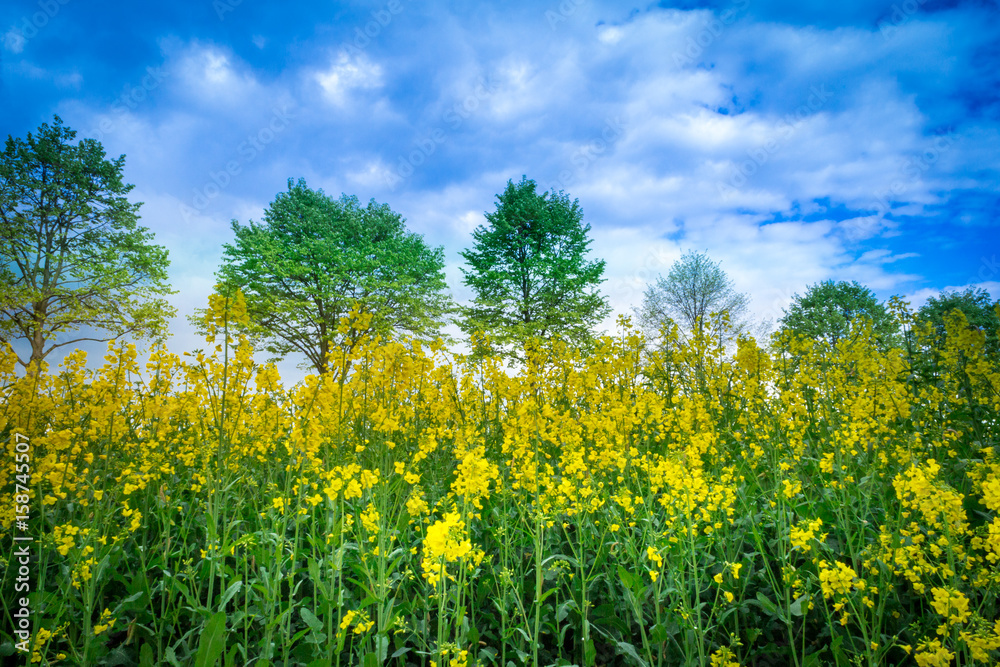 Fototapeta premium Leuchtend gelbes Rapsfeld mit Rapsblüten im Vordergrund - Rape field