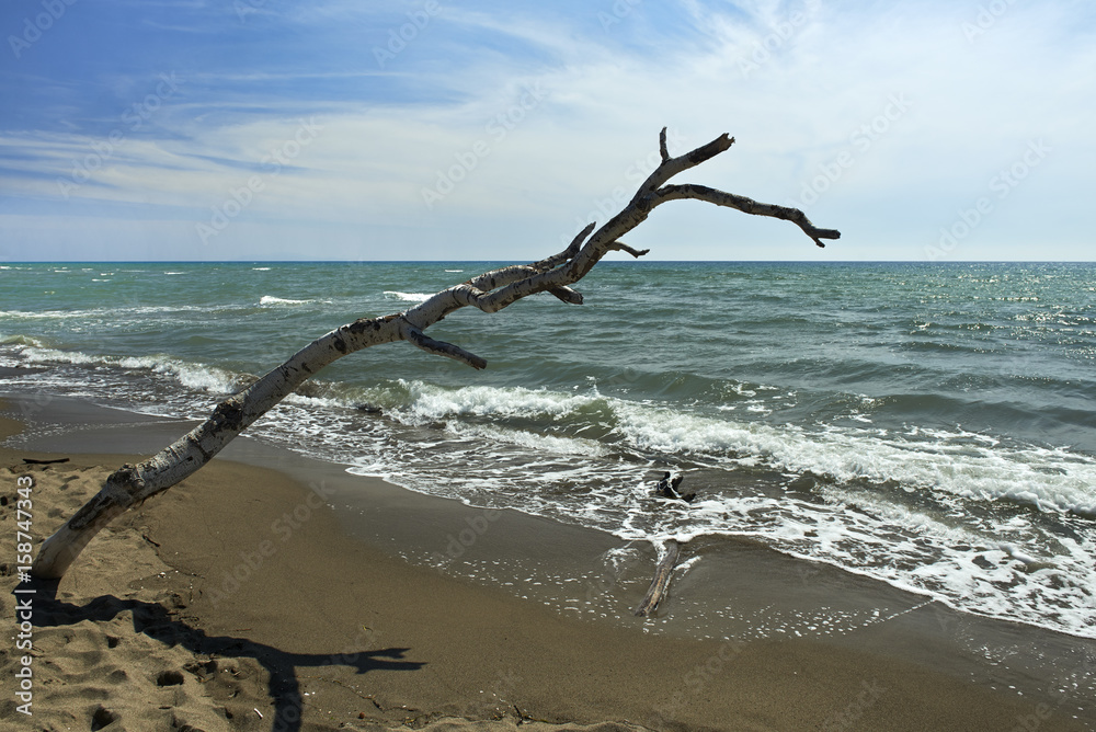 maremma