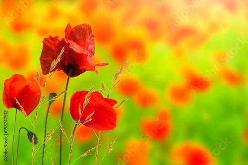 Fototapeta Naklejka Na Ścianę i Meble -  mohnblumen, mohnblüten, mohnblumenfeld, mohnblumenwiese, sommerwiese
