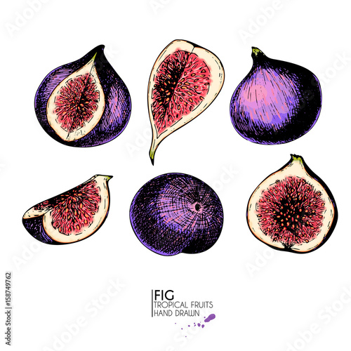 Vector hand drawn set of exotic fruits. Ioslated fig. Engraved colored art. Delicicous tropical vegetarian objects.