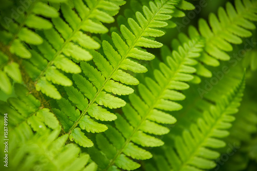 A beautiful vibrant closeup of fern leaves on a natural background in summer © dachux21
