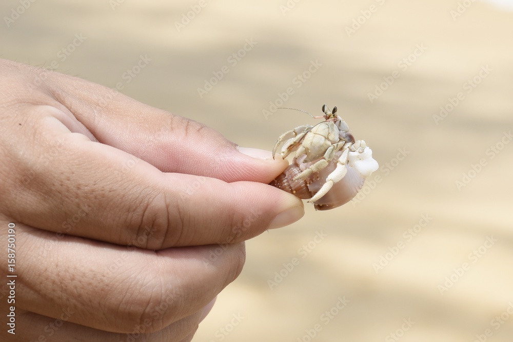 Closeup the hermit crab Paguroidea caught by one hand at the sea. Closeup the hermit crab Paguroidea caught by one hand at the sea.